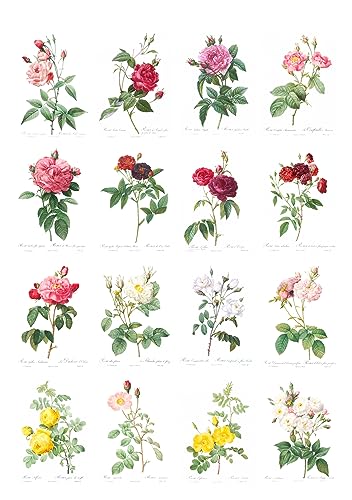 Decoupage Paper Pack (35 Sheets 6"x8") Beautiful Illustrations of Plants and Pretty Flowers FLONZ Vintage Illustration Pictures Cards for Decoupage, Craft and Scrapbooking