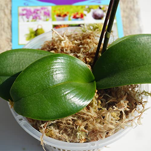 Kapecute 5oz Sphagnum Moss for Plant Propagation, Great Orchid Potting Mix, Help with Maintain Humidity
