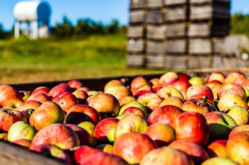 White House Detox Apple Cider Vinegar Shots, Raw Unfiltered, On the Go (Detox, Pack of 24)