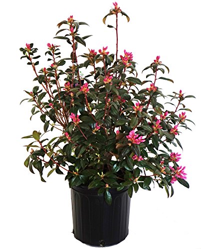 Rhododendron 'Aglo' (Rhododendron) Evergreen, pink flowers, #2 - Size Container