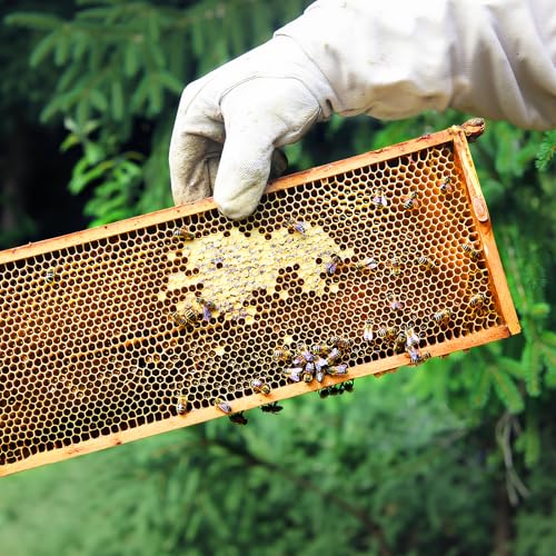 Beehive Frames 20-Pack Bee Hive Frame with Waxed Foundation Sheet Unassembled Beehive Frames, 9-1/8-Inch