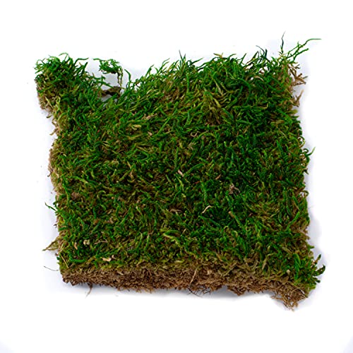 TerraGreen Creations Succulent Planter Kit - Terrarium Kit with Succulent Soil, Gravel, Pebble, Moss,