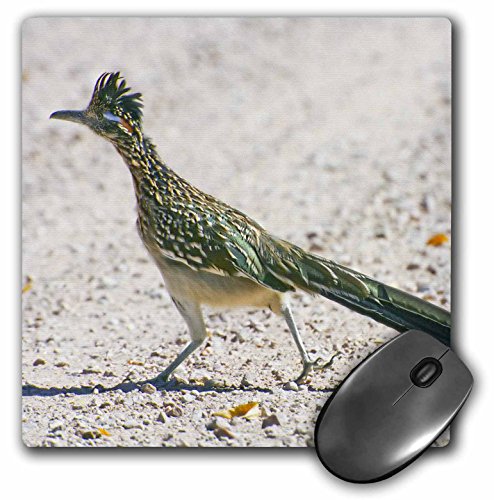 3dRose LLC 8 x 8 x 0.25 Inches Mouse Pad, New Mexico Bosque Del Apache Roadrunner Bird Jaynes Gallery (mp_92557_1)