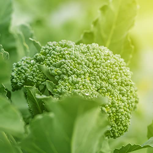 Organic Broccoli Seeds (Waltham 29) - Approx 750 Seeds - USDA Organic, Non-GMO, Open Pollinated, Heirloom, USA Origin