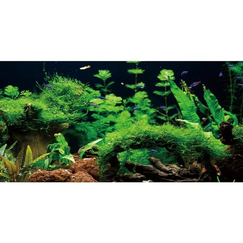 AWERT 72x16 inches River Bed & Lake Fish Tank Background Seagrass Aquarium Background Aquarium Background Vinyl Background