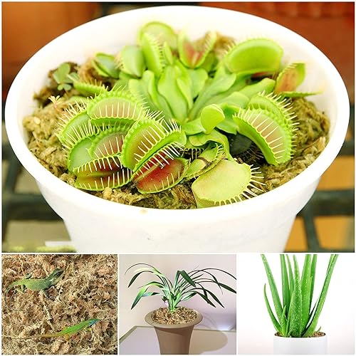 Halatool 3OZ Natural Sphagnum Moss for Plants 2 QT Premium Peat Moss Dried Long Fiber Orchid Moss for Orchid Repotting Carnivorous Succulents Garden Flowers Crafts Terrarium and Reptiles