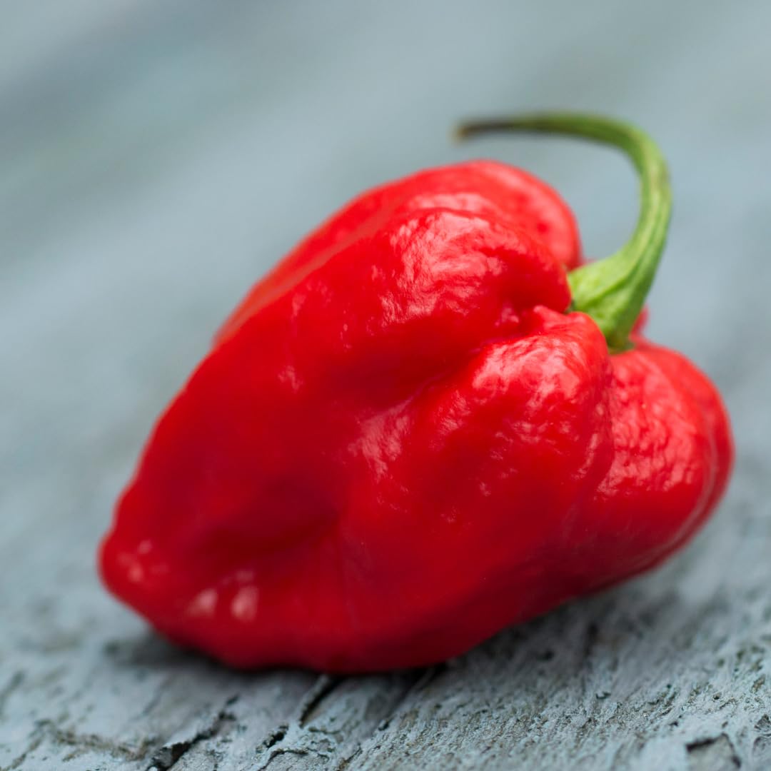 Birch & Meadow Whole Carolina Reaper Peppers, 1.3 oz, Extremely Spicy, Over 1,000,000 SHU