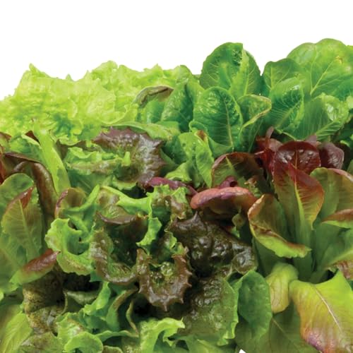 AeroGarden Heirloom Salad Greens Mix Seed Pod Kit - Salad Kit for AeroGarden Indoor Garden, 3-Pod
