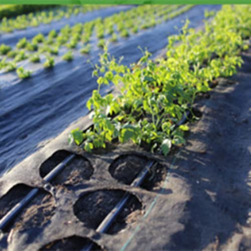 Agfabric Easy-Plant Weed Block for Raised Bed Outdoor Garden Weed Rugs Garden mat 3.0oz, 4'x12',with Planting Hole Dia 4"