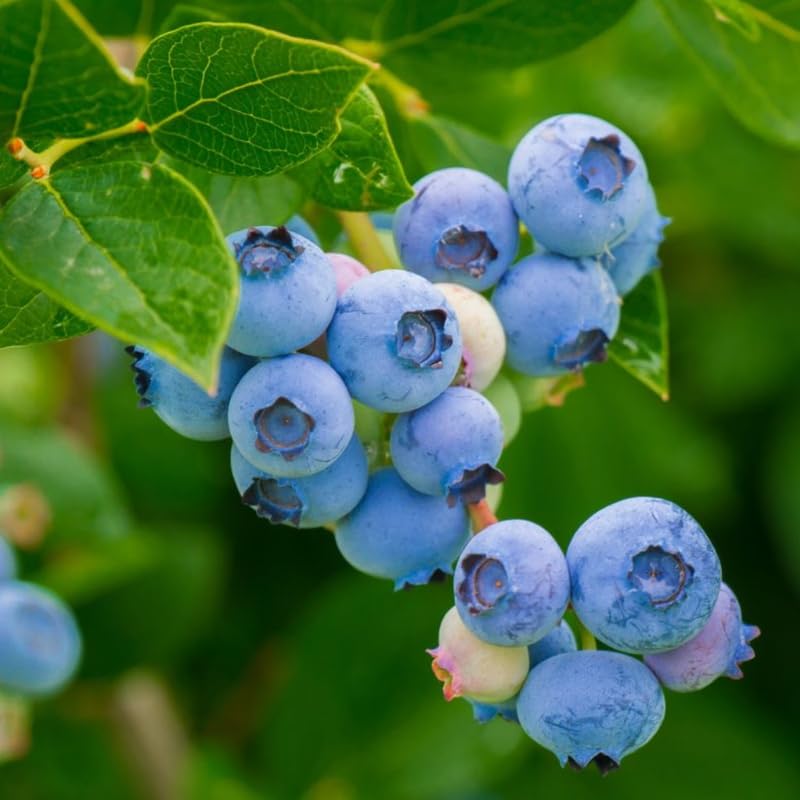 Pack 4 Top Hat Blueberry Bush Live Plant, Blueberry Plants Live for Planting 5 to 8 Inch Height, Sweet Blueberries Tree Live Plant