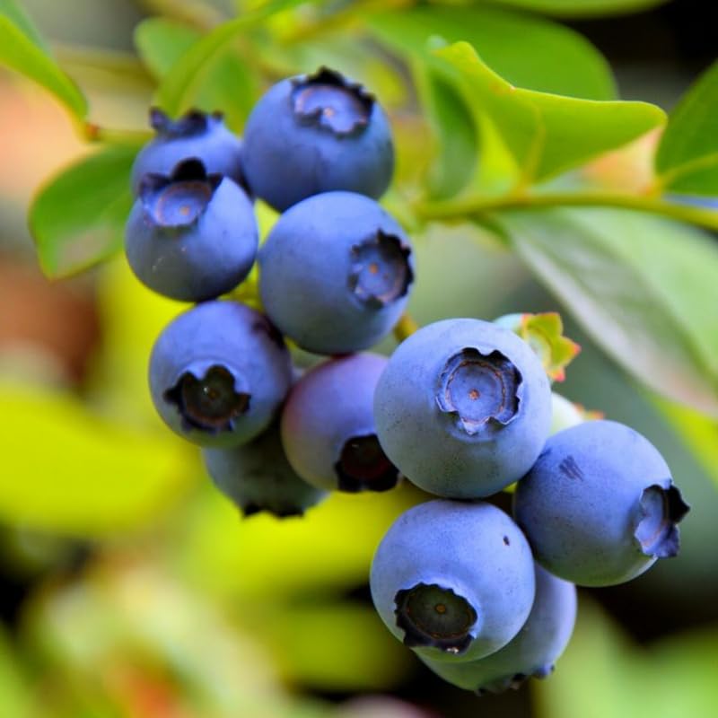 Pack 4 Top Hat Blueberry Bush Live Plant, Blueberry Plants Live for Planting 5 to 8 Inch Height, Sweet Blueberries Tree Live Plant