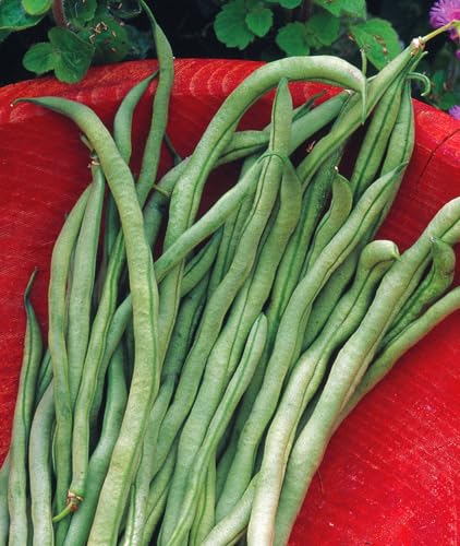 Burpee Yardlong Asparagus Pole Bean Seeds 1 ounces of seed