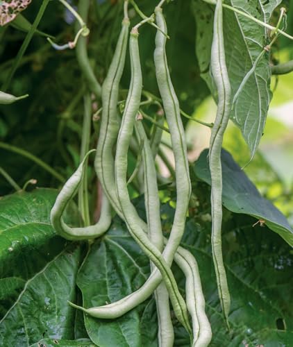 Burpee Yardlong Asparagus Pole Bean Seeds 1 ounces of seed