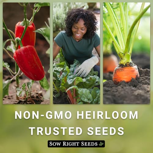 Sow Right Seeds - Contender Bush Green Bean Seeds for Planting - Non-GMO Heirloom Seed Packet - Stringless Variety to Plant an Outdoor Home Vegetable Garden - Abundant Harvest, Great for Kids (1)