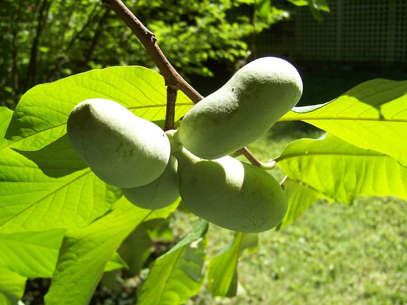 Pawpaw Tree Live Plant in 2.5 Inc Pot, Asimina Triloba Paw Paw Tree Starter Size, 5 to 7 Inches in Tall, 1 Year Old Seedling, Edible Pawpaw Plant