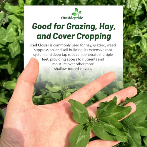 Outsidepride Perennial Red Clover Seeds - 1/4 lbs. Self-Seeding, Nitrocoated, Inoculated Clover Seeds for Lawn, Yard, Forage, Pasture, Hay, Nitrogen Fixation, Soil Improvement & Crop Rotation Programs