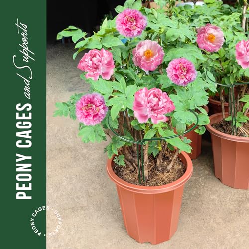 LEOBRO Plant Support Stakes, 4 PCS Plant Stakes, Plant Support, Peony Cages and Supports, Garden Stakes, Plant Holder, Plant Stakes for Outdoor Plants, Peony Hydrangea Support Cage, 9.8" W x 15.7" H