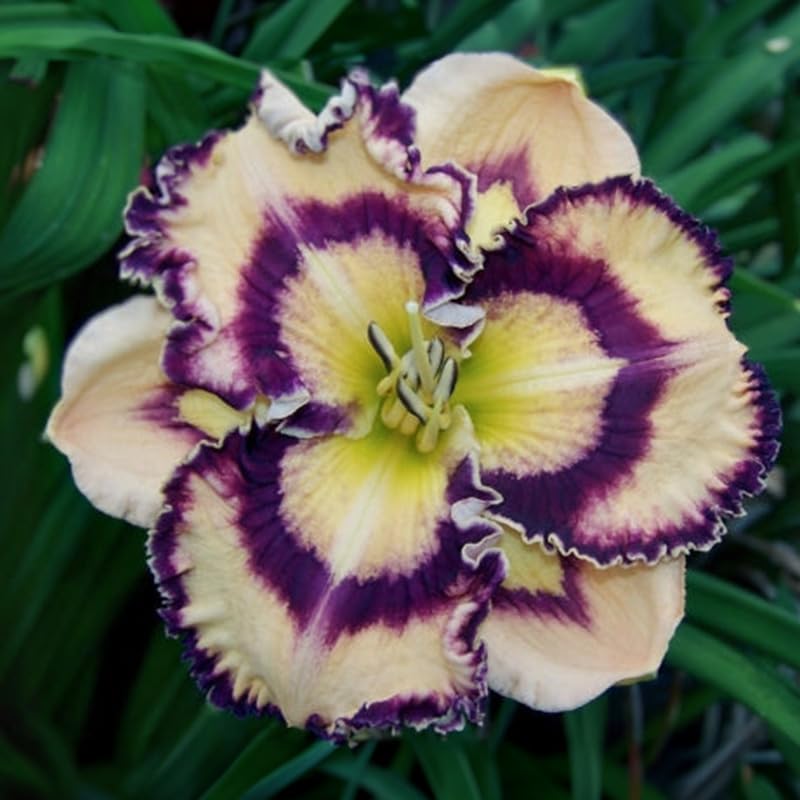 Hanalei Bay Daylily Flower Bulb - Huge Blooms up to 6" Wide - Naturalizing - Perennializing - Easy to Grow Live Plants - Outdoor Garden