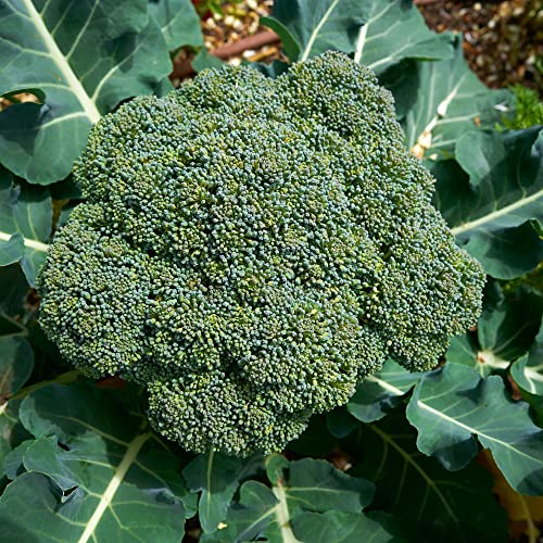 Organic Broccoli Seeds (Waltham 29) - Approx 750 Seeds - USDA Organic, Non-GMO, Open Pollinated, Heirloom, USA Origin