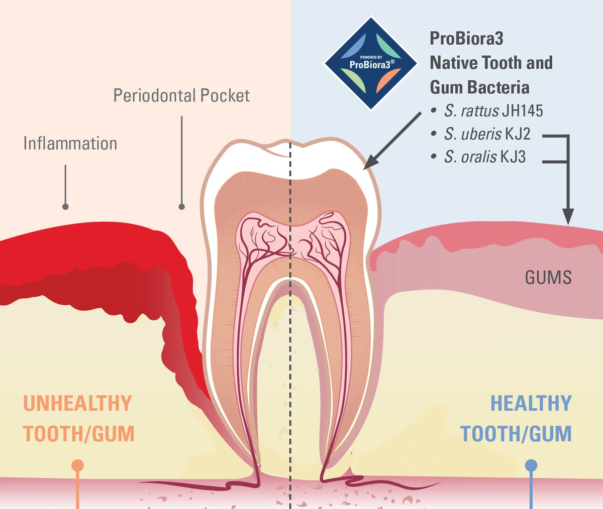 ProBiora Oral-Care Chewable Probiotic Tablets | Probiotic Supplement f