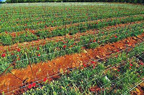 mychoiii Professional Garden Trellis Netting Bulk Roll - 6.5ft x 3280ft Heavy-Duty Garden Netting for Climbing Plants,Garden Melons Vegetables, Grape Racks, Hydroponic