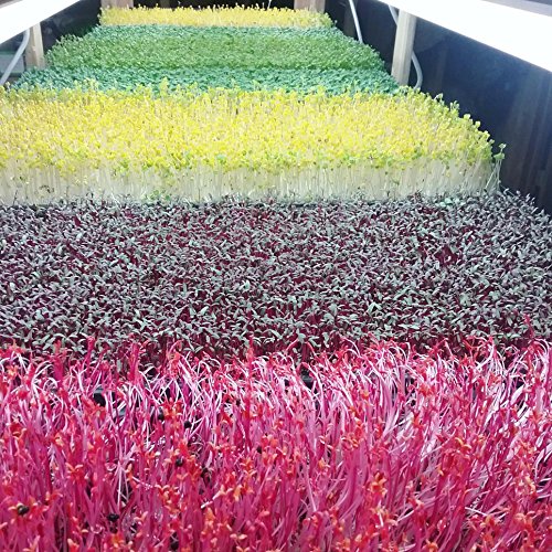Bootstrap Farmer Microgreen Trays No Holes, 5 Pack White, Extra Strength Shallow 1020 Tray Grow Microgreens Wheatgrass Fodder Sprouting Plants