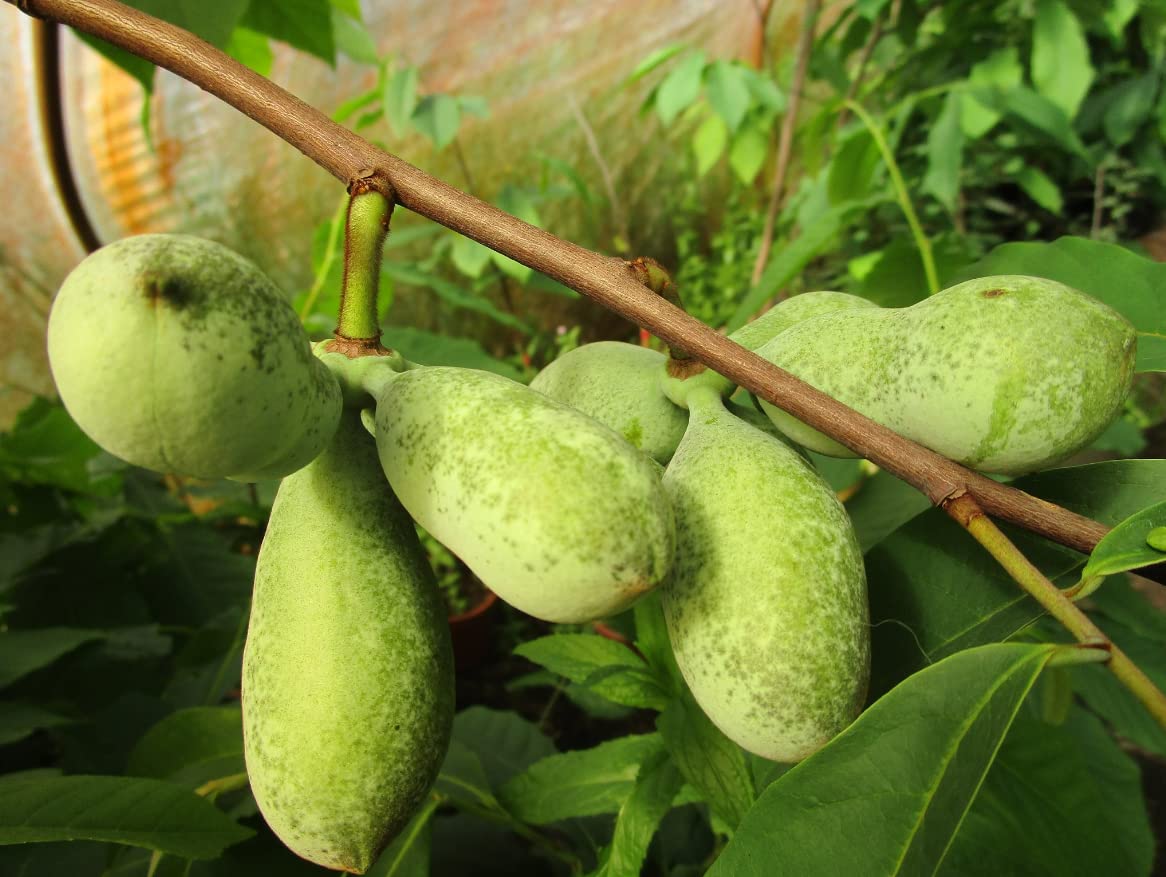 Pawpaw Tree Live Plant in 2.5 Inc Pot, Asimina Triloba Paw Paw Tree Starter Size, 5 to 7 Inches in Tall, 1 Year Old Seedling, Edible Pawpaw Plant