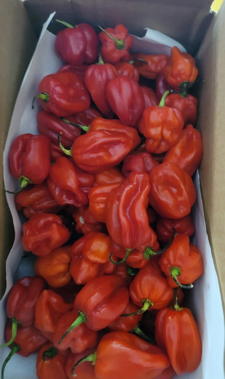 Zozoma Fresh Red Habanero Chili Peppers 2lb Hot and spicy with vitamin C and potassium