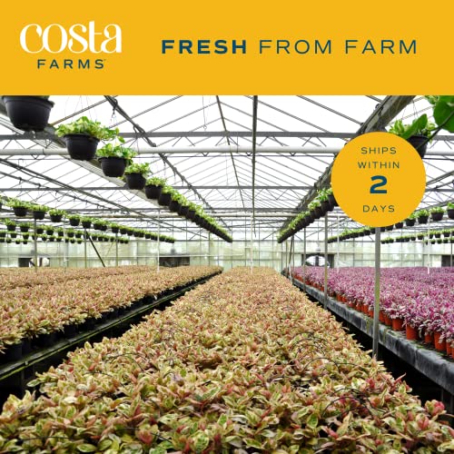 Costa Farms Money Tree Live Plants (2-Pack), Easy to Grow Houseplants in Indoor Garden Pot, Pachira Bonsai in Potting Soil, Birthday, Housewarming, Thank You Gift, Office and Home Decor, 3-4 Feet Tall
