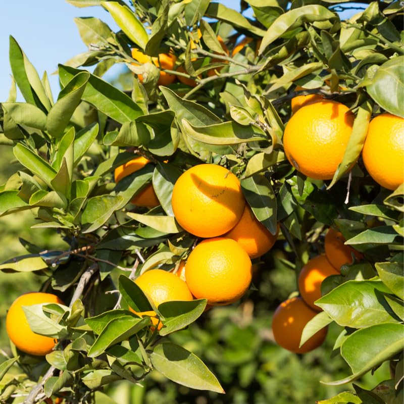 Orange Tree Valencia, Valencia Orange Tree Live Plant for Planting, Valencia Orange 3 Feet Height in Gallon Pot, Valencia Orange Outdoor Orange Tree