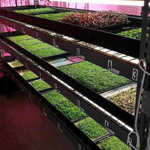 Bootstrap Farmer Microgreen Trays No Holes, 5 Pack White, Extra Strength Shallow 1020 Tray Grow Microgreens Wheatgrass Fodder Sprouting Plants