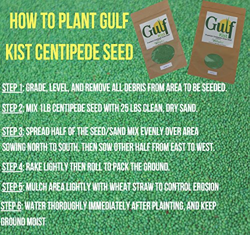 Centipede Grass Seed for a Dense Green Lawn, NO Mulch, 1 lb Coated Seeds, Sun and Moderate Shade Tolerant Lawn Seeding and Turf Patch Repair, Southern Southeast US, Low Fertilizer Low Maintenance