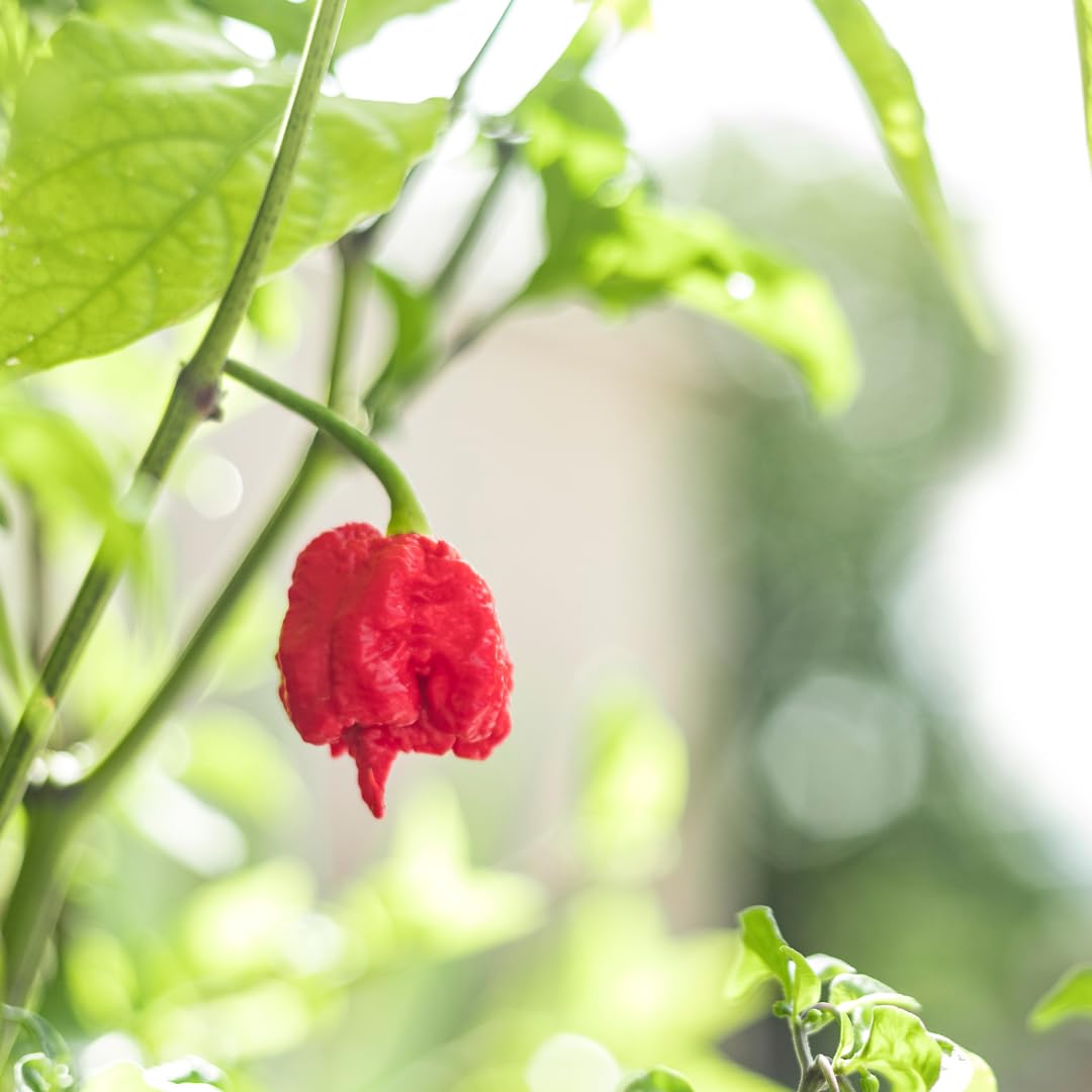 Olive & Vine Carolina Reaper Peppers, Intense Heat, For Spicy Dishes & Sauces, Rich Tradition, Authentic Taste, For Global Recipes (0.288 Ounce)