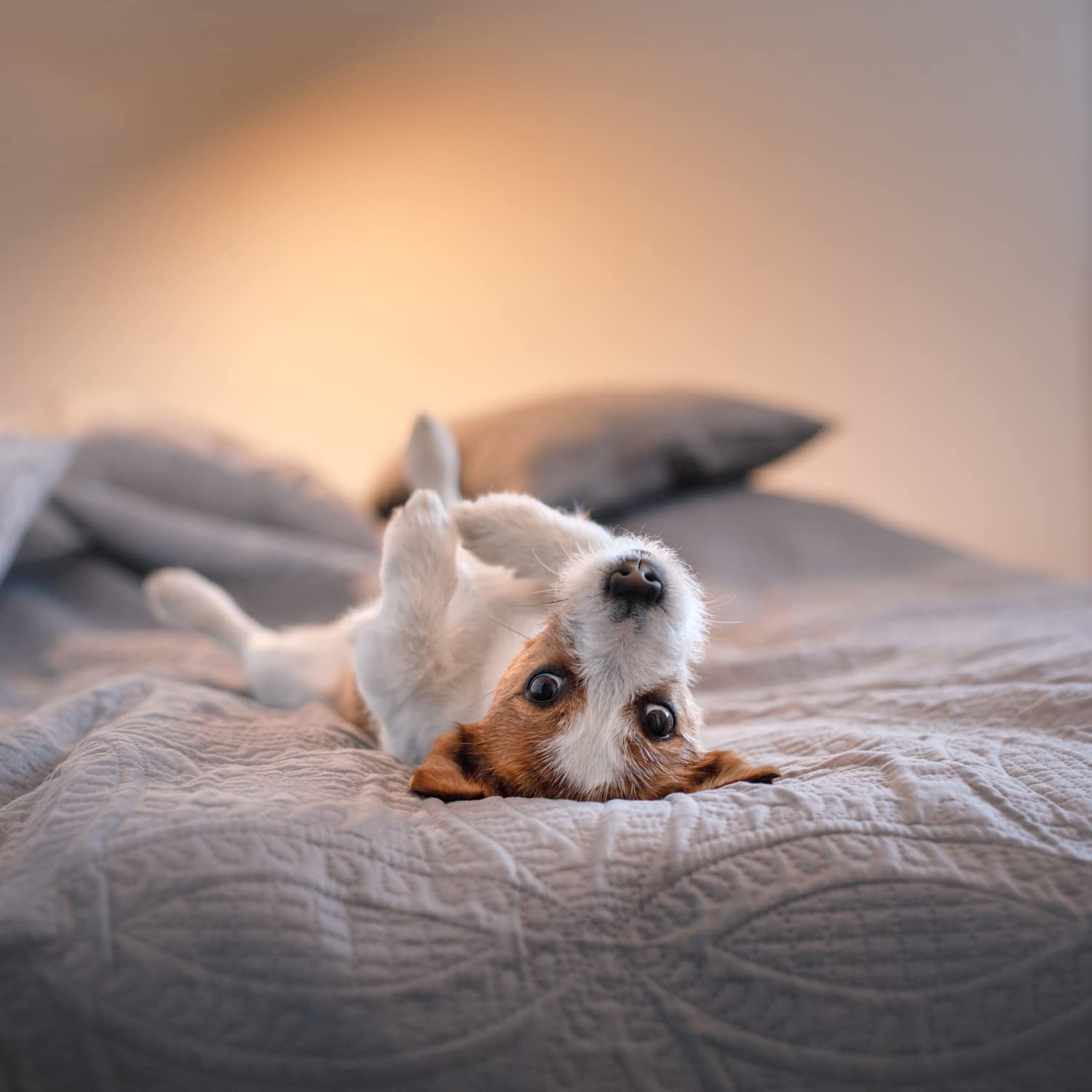 Mellanni King Bedspread Coverlet Set - Bedding Cover with Shams - Ultrasonic Quilting Technology - 3 Piece Oversized Quilt Set - Bedspreads & Coverlets (King, Spa Blue)