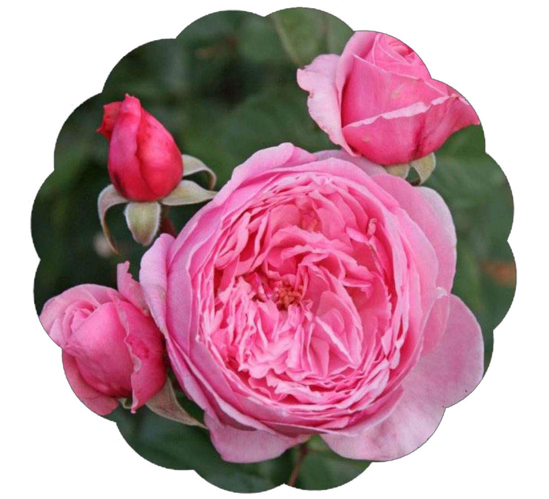 Stargazer Perennials - Kiss Me Kate Climbing Rose Plant Live Ready to Plant | Reblooming Very Fragrant Pink Flowers Hardy Climber - Own Root 1.5 Gallon Potted Easy to Grow