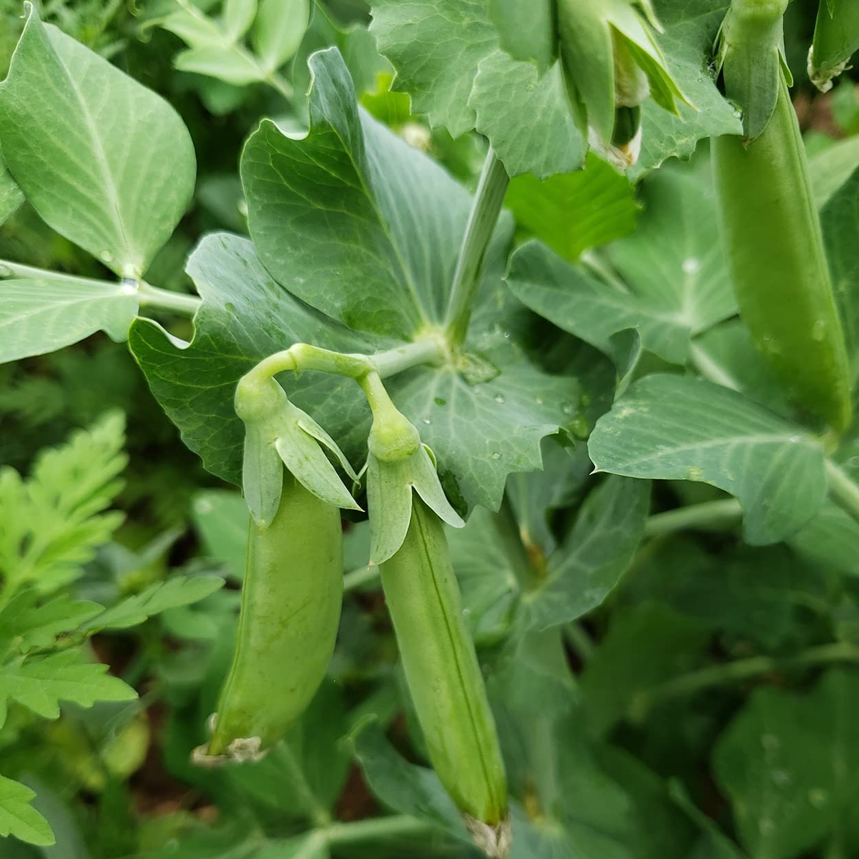 Organic Snap Pea Seeds (Sugar Daddy) - Approx 75 Seeds - USDA Organic, Non-GMO, Open Pollinated, Heirloom, USA Origin