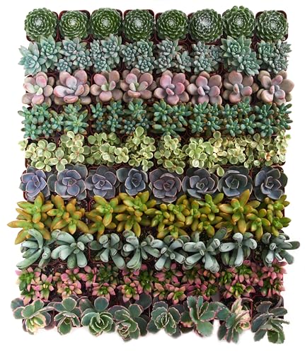 Shop Succulents Unique Succulent Plant Pack Collection - Live Mini Succulent Plants, Low Maintenance, Exceptional Colors & Textures - Wedding and Party Favors, Gift & Garden, Pack of 6