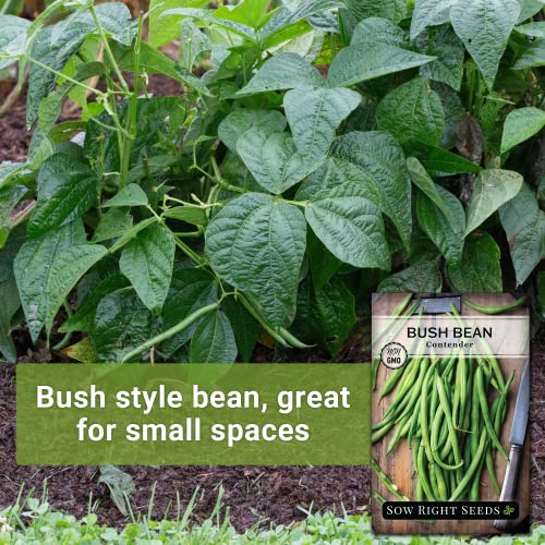 Sow Right Seeds - Contender Bush Green Bean Seeds for Planting - Non-GMO Heirloom Seed Packet - Stringless Variety to Plant an Outdoor Home Vegetable Garden - Abundant Harvest, Great for Kids (1)