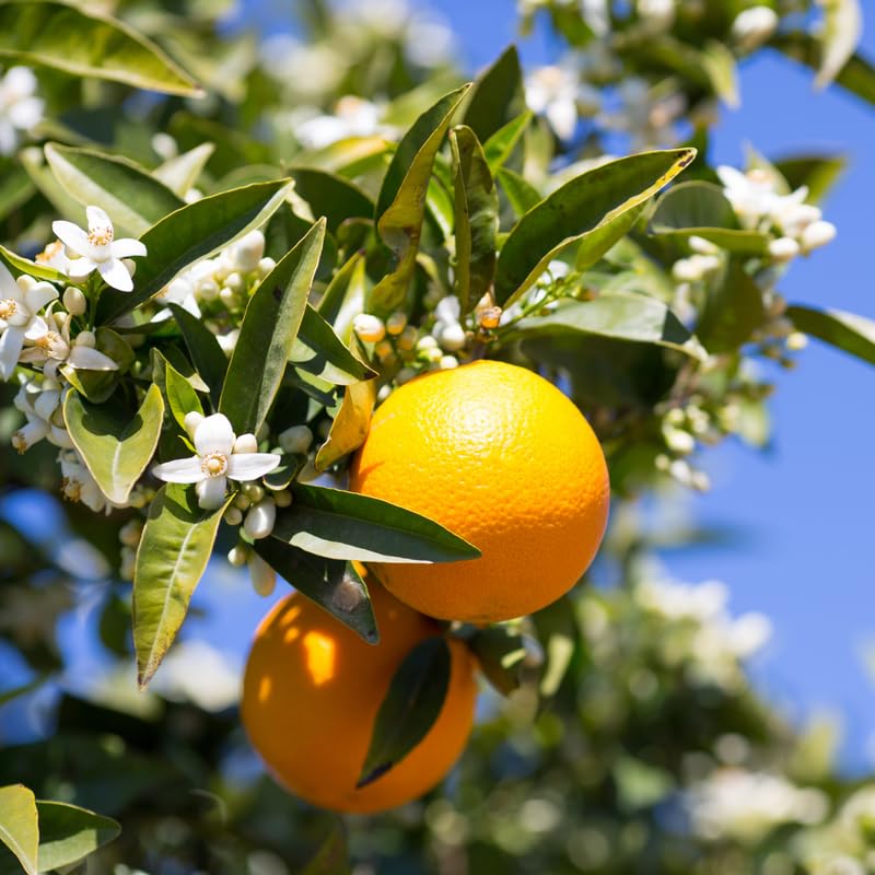 Orange Tree Valencia, Valencia Orange Tree Live Plant for Planting, Valencia Orange 3 Feet Height in Gallon Pot, Valencia Orange Outdoor Orange Tree