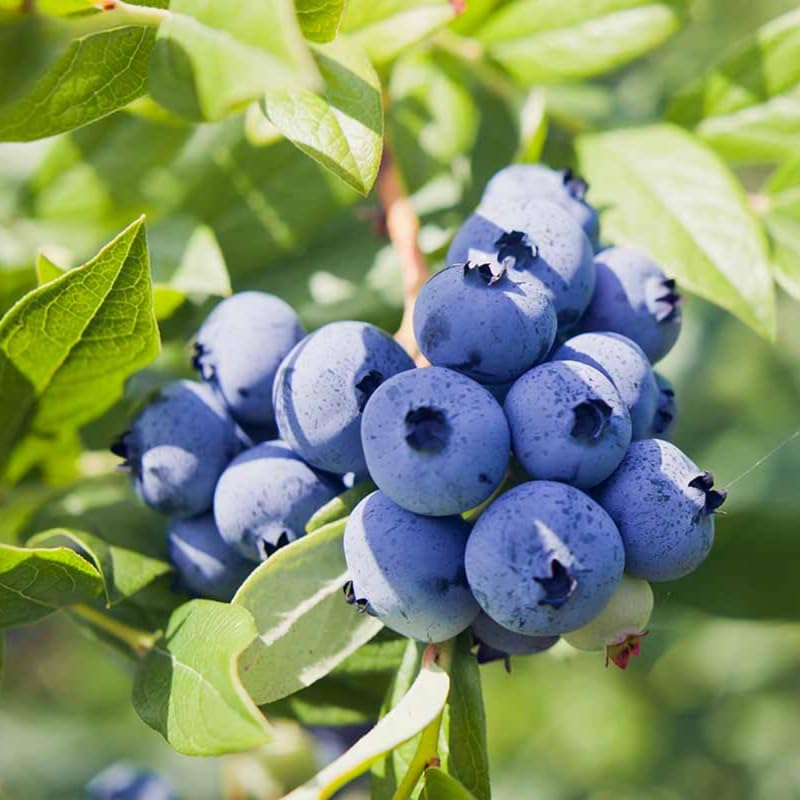 Pack 4 Top Hat Blueberry Bush Live Plant, Blueberry Plants Live for Planting 5 to 8 Inch Height, Sweet Blueberries Tree Live Plant