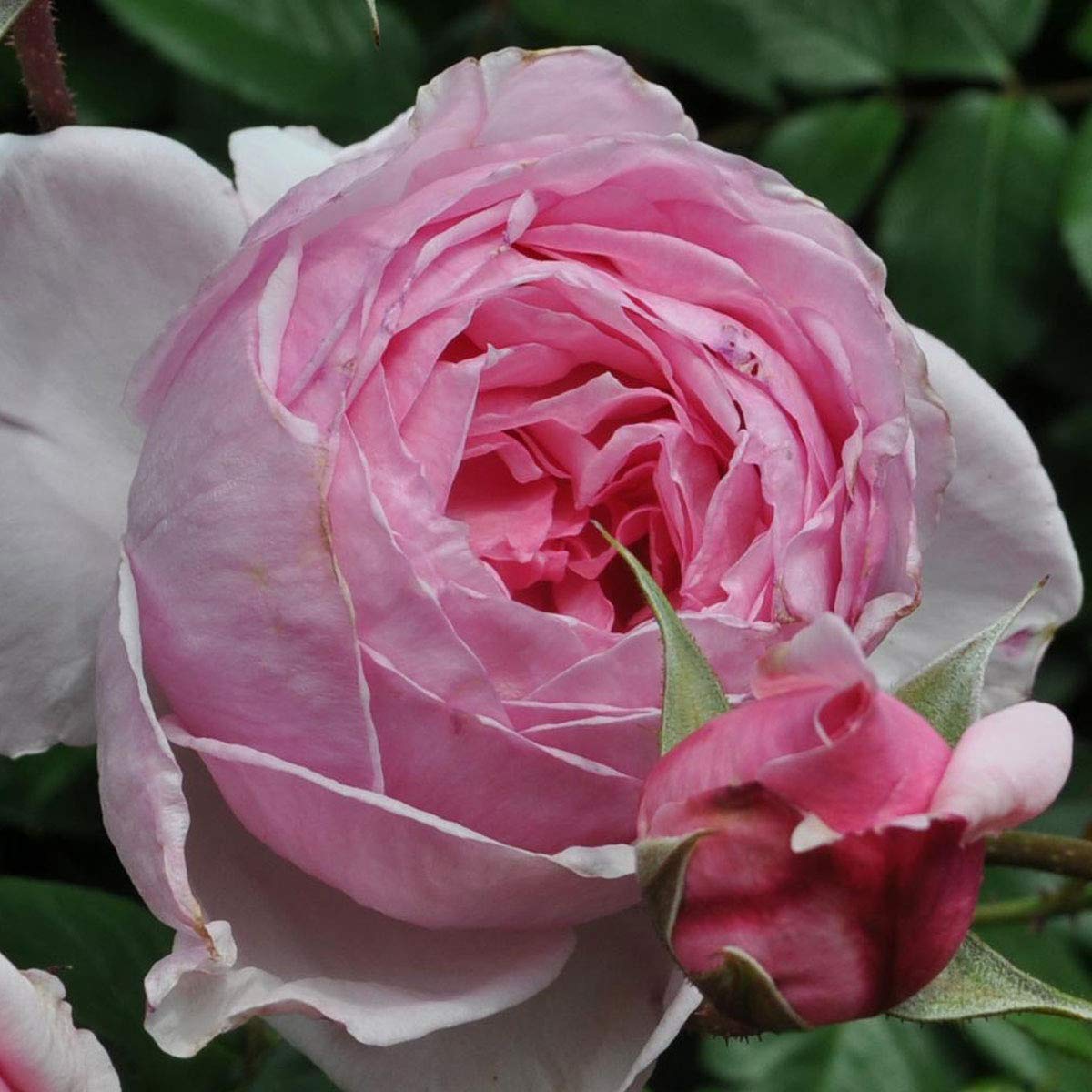 Stargazer Perennials - Kiss Me Kate Climbing Rose Plant Live Ready to Plant | Reblooming Very Fragrant Pink Flowers Hardy Climber - Own Root 1.5 Gallon Potted Easy to Grow