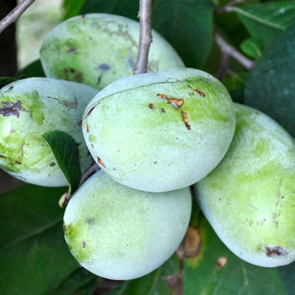 Pawpaw Tree Live Plant in 2.5 Inc Pot, Asimina Triloba Paw Paw Tree Starter Size, 5 to 7 Inches in Tall, 1 Year Old Seedling, Edible Pawpaw Plant