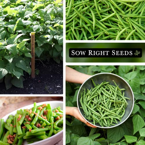 Sow Right Seeds - Contender Bush Green Bean Seeds for Planting - Non-GMO Heirloom Seed Packet - Stringless Variety to Plant an Outdoor Home Vegetable Garden - Abundant Harvest, Great for Kids (1)