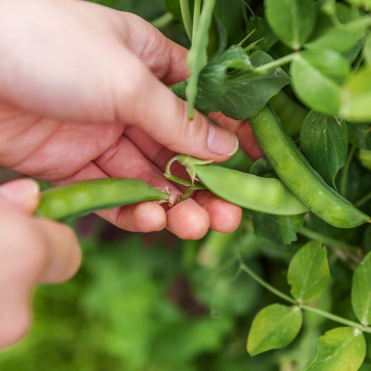 Organic Snap Pea Seeds (Sugar Daddy) - Approx 75 Seeds - USDA Organic, Non-GMO, Open Pollinated, Heirloom, USA Origin