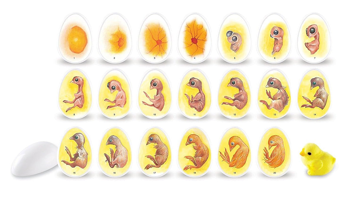 Learning Resources Chick Life Cycle Exploration Set, Multi-color