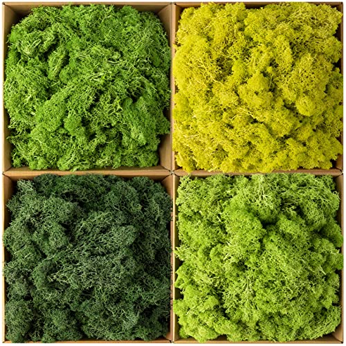 Preserved Moss Reindeer Moss Bulk Natural Multicolored Moss for Crafts DIY Arts Office Wall Home Decoration(2.2 lb,Novel)