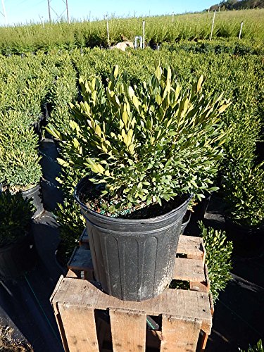 Buxus macro. asiat. 'Baby Gem' (Boxwood) Evergreen, #3 - Size Container
