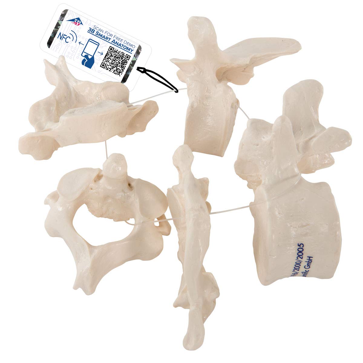 3B Scientific A75/1 5 Vertebrae - 3B Smart Anatomy