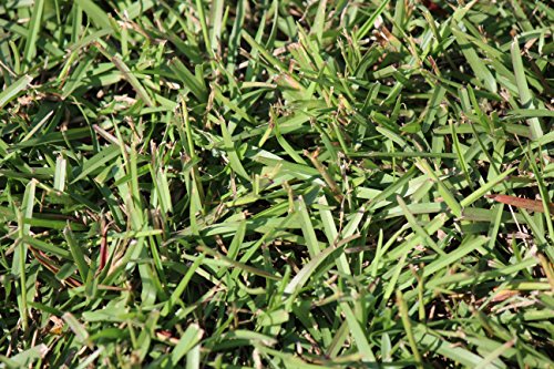 Centipede Grass Seed for a Dense Green Lawn, NO Mulch, 1 lb Coated Seeds, Sun and Moderate Shade Tolerant Lawn Seeding and Turf Patch Repair, Southern Southeast US, Low Fertilizer Low Maintenance