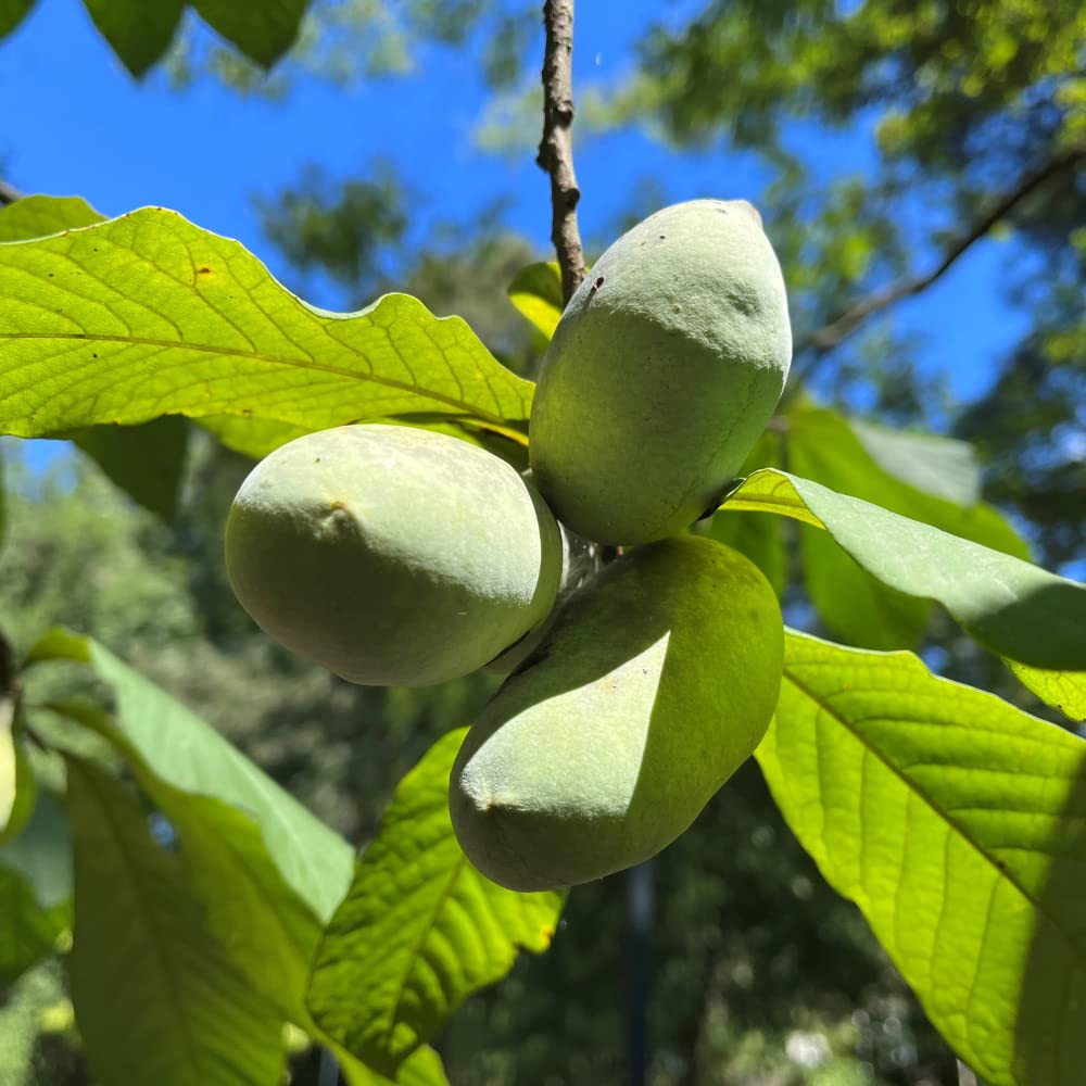 Pawpaw Tree Live Plant in 2.5 Inc Pot, Asimina Triloba Paw Paw Tree Starter Size, 5 to 7 Inches in Tall, 1 Year Old Seedling, Edible Pawpaw Plant